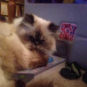 Meet your Posher, Jason